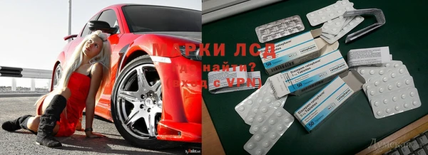 прущие грибы Аркадак